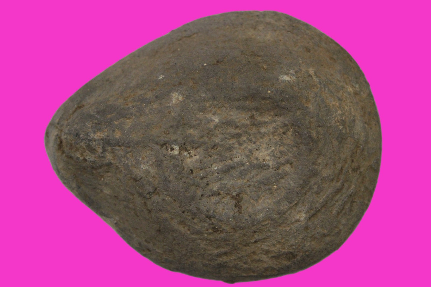 Holy Land Oil Lamp Ancient Artifact Time of Jesus & Apostles 63BC-323AD COA 147