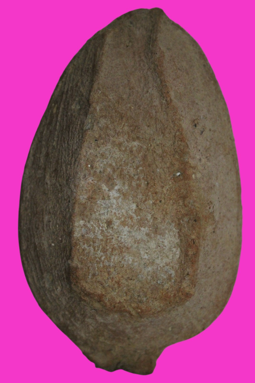 Ancient Holy Land Oil Lamp Artifact  From Jesus Christ Homeland 400-600AD COA 39