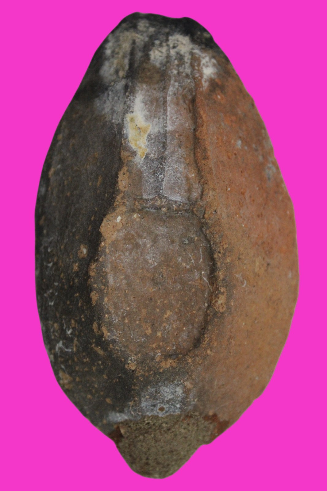 Holy Land Oil Lamp Ancient Artifact Time of the Christians 313-636 AD COA 216
