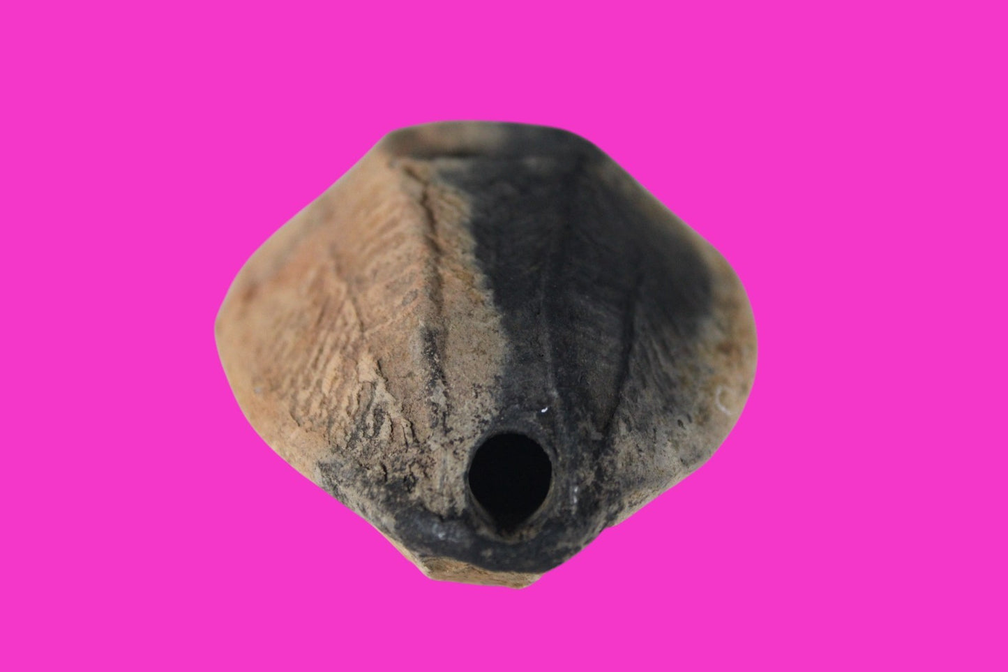 Oil Lamp Holy Land Ancient Artifact Jesus Christ Home Israel 300-600 AD COA 94