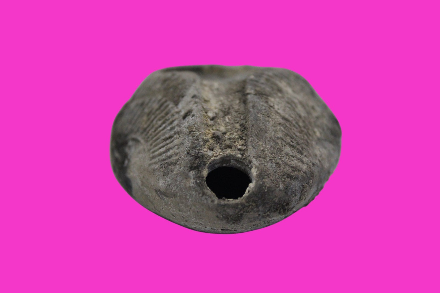 Ancient Holy Land Oil Lamp Artifact From Jesus Christ Home Land 100-500AD COA 61