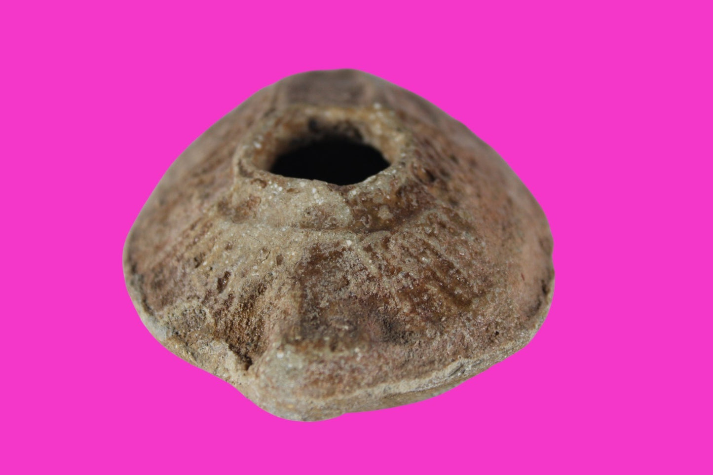 Holy Land Oil Lamp Ancient Artifact Time of the Christians 313-636 AD COA 192